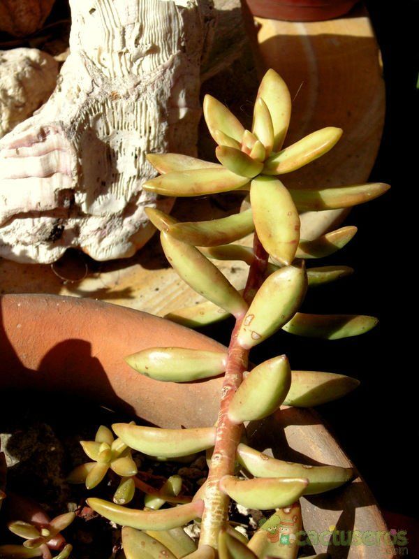 Una foto de Sedum adolphii