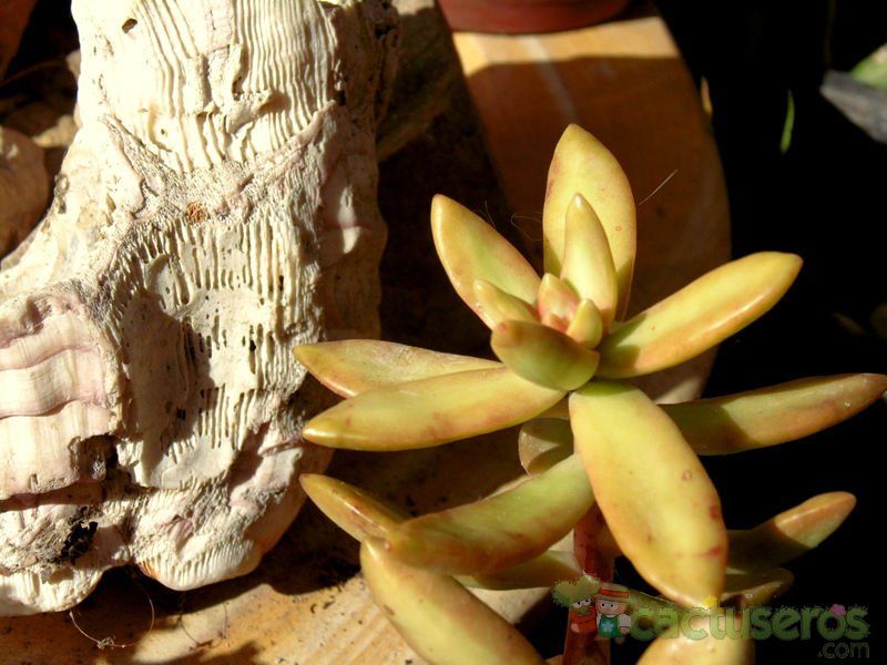 Una foto de Sedum adolphii
