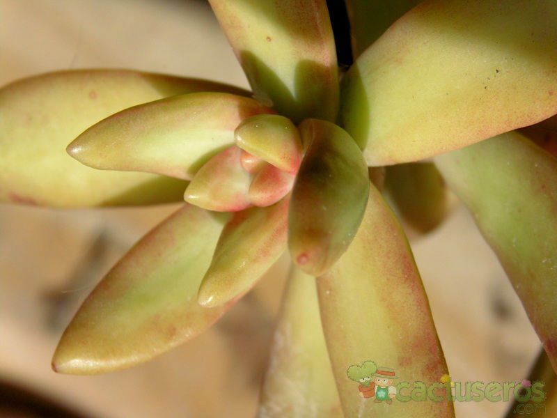Una foto de Sedum adolphii