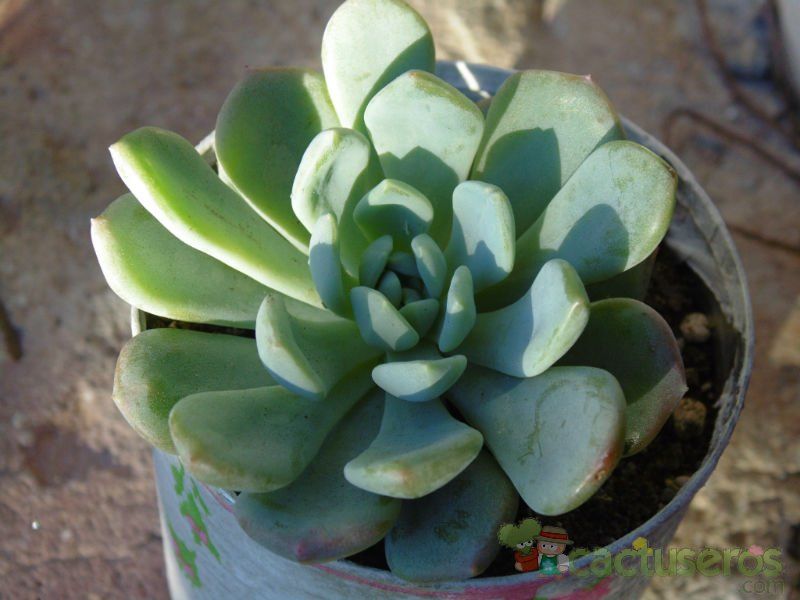 A photo of Pachyveria Changeling (Pachyphytum bracteosum x Echeveri secunda)