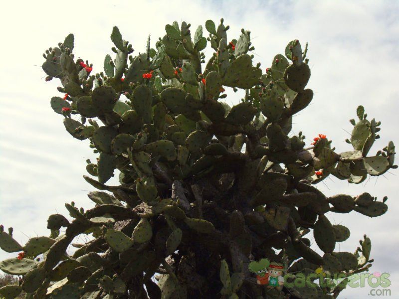 A photo of Opuntia quimilo