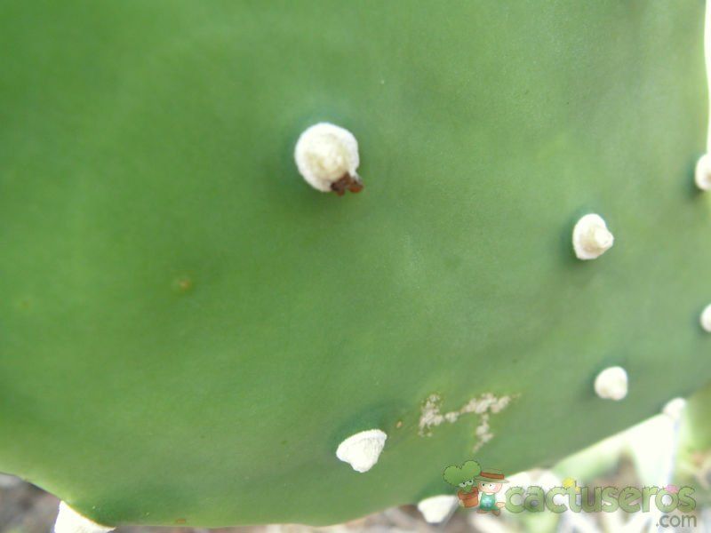 A photo of Opuntia quimilo