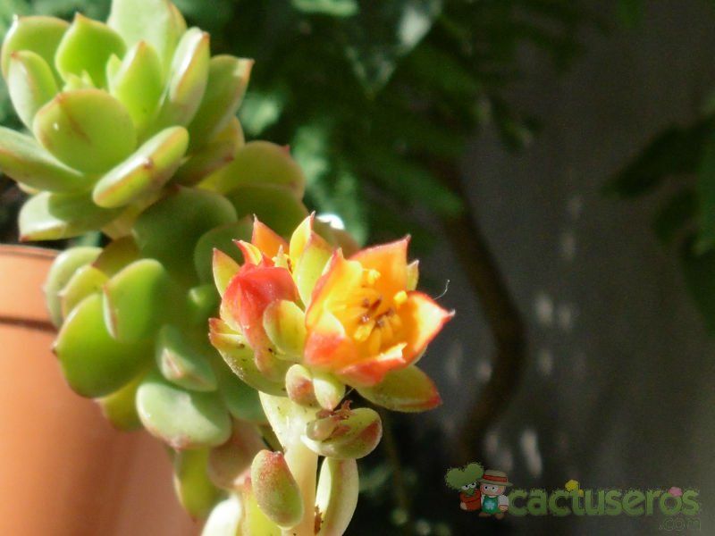 A photo of Echeveria Victor (E. multicaulis x E. derenbergii) (HIBRIDO)