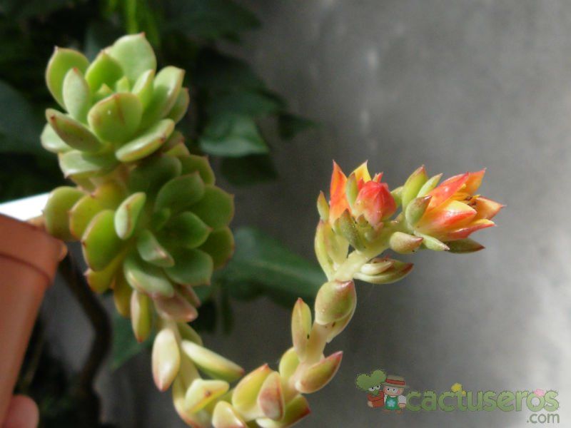 A photo of Echeveria Victor (E. multicaulis x E. derenbergii) (HIBRIDO)