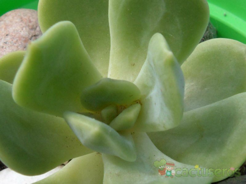 Una foto de Cremnosedum Penn Ar Ru  (Cremnophila linguifolia x Sedum sp) (Hibrido)