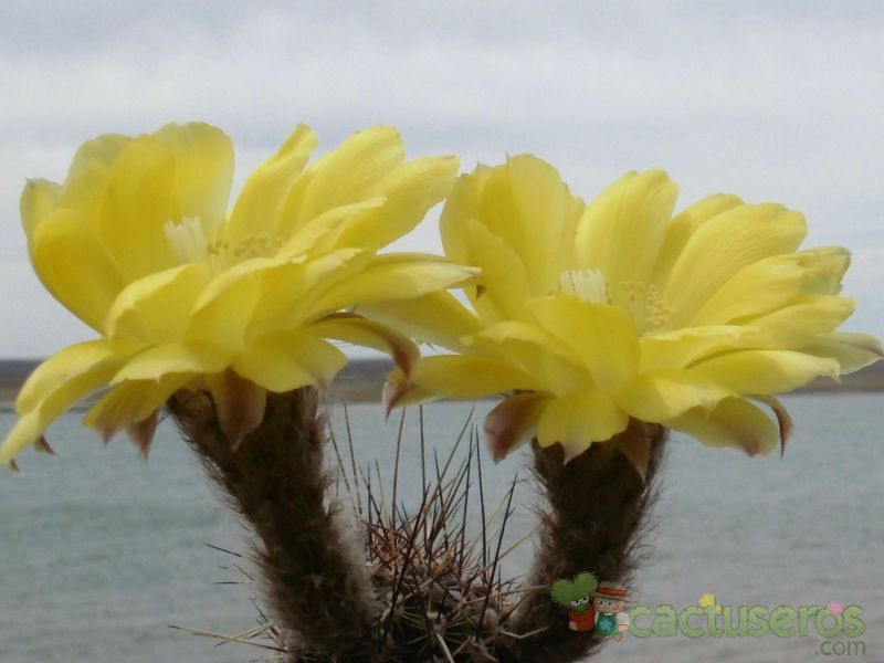 A photo of Echinopsis aurea