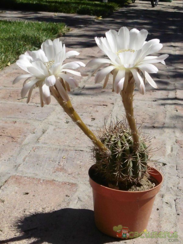 Una foto de Echinopsis leucantha