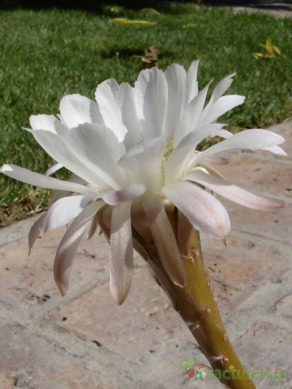 Una foto de Echinopsis leucantha