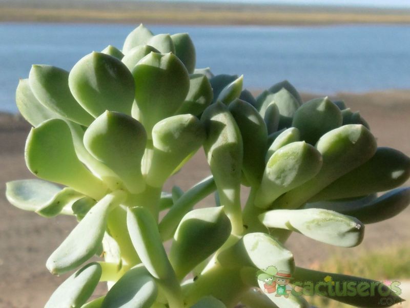 A photo of Pachyveria Changeling (Pachyphytum bracteosum x Echeveri secunda)