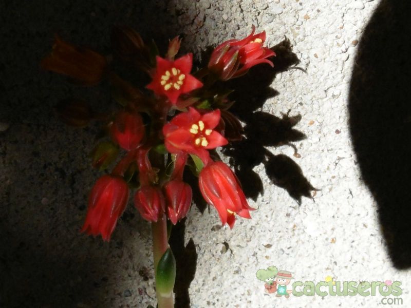 Una foto de Echeveria affinis