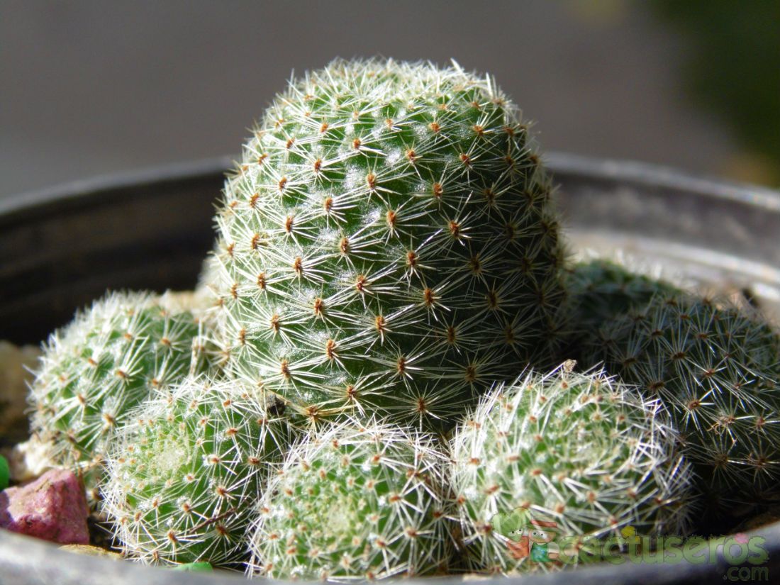 Una foto de Rebutia heliosa x pulvinosa cv. sunrise (HIBRIDO)