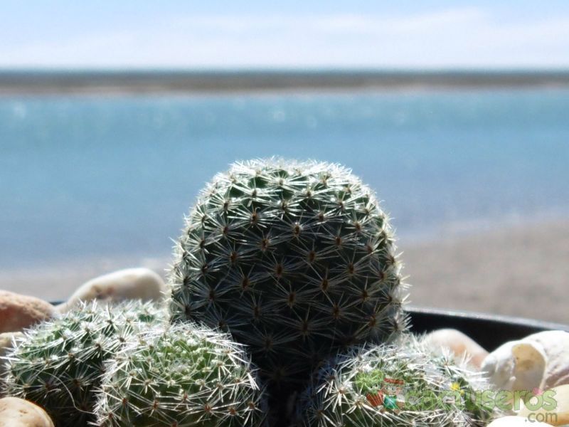Una foto de Rebutia heliosa x pulvinosa cv. sunrise (HIBRIDO)