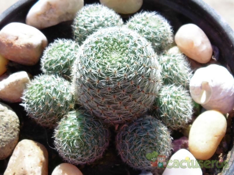 Una foto de Rebutia heliosa x pulvinosa cv. sunrise (HIBRIDO)