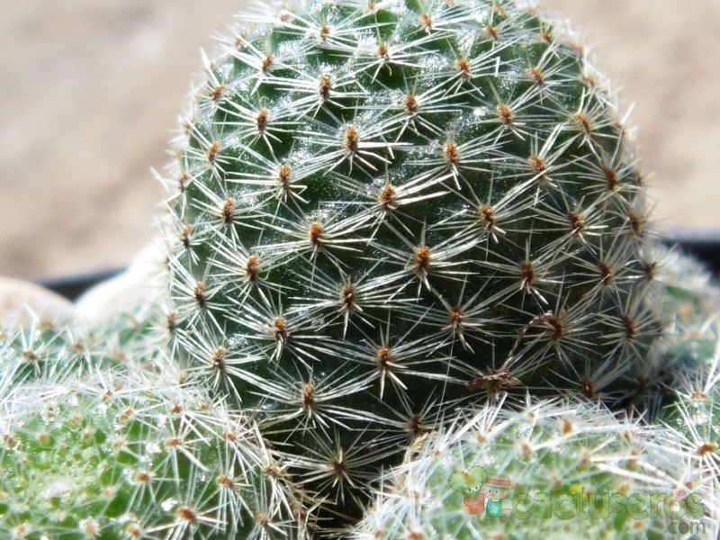Una foto de Rebutia heliosa x pulvinosa cv. sunrise (HIBRIDO)