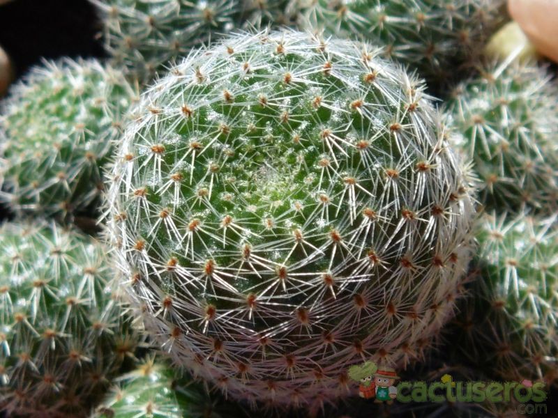 Una foto de Rebutia heliosa x pulvinosa cv. sunrise (HIBRIDO)