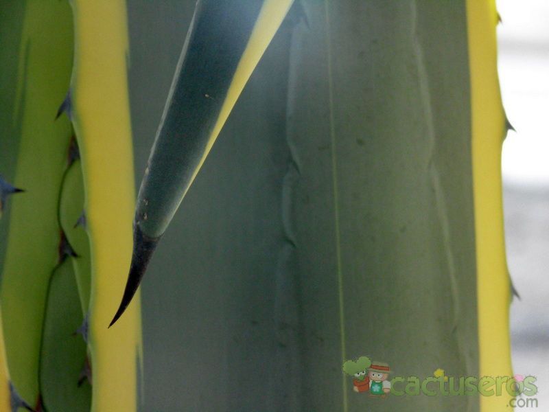 Una foto de Agave americana var. marginata