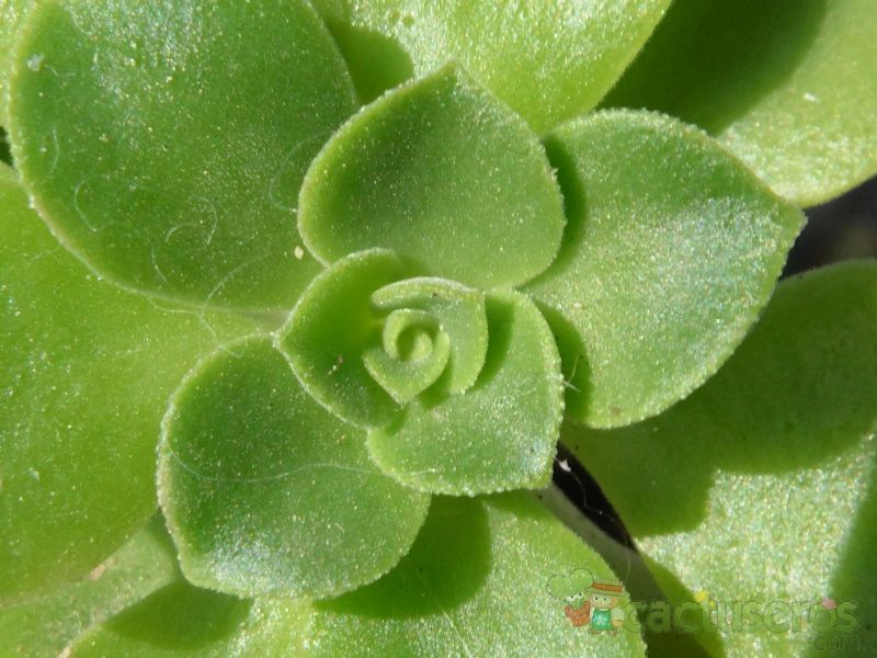 Una foto de Aeonium goochiae  