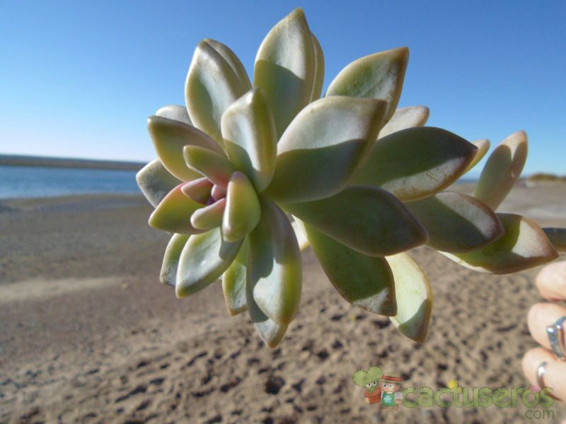 Una foto de Graptosedum Ghosty
