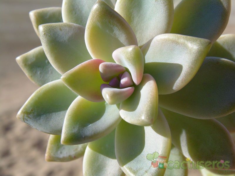 Una foto de Graptosedum Ghosty