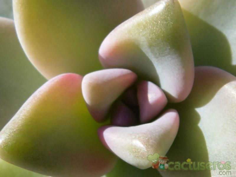 Una foto de Graptosedum Ghosty