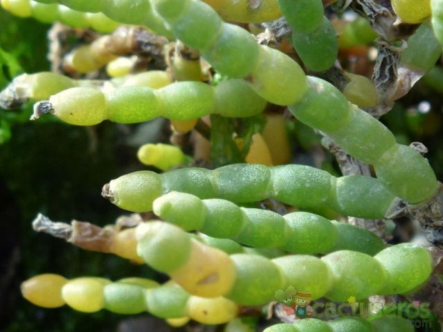 Una foto de Sarcocornia perennis  