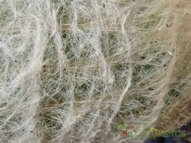 Una foto de Espostoa lanata