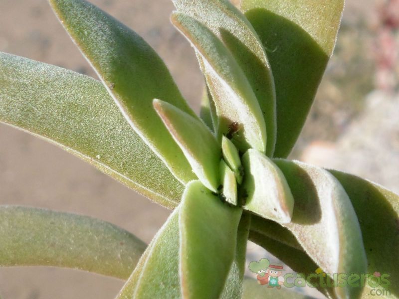 A photo of Crassula pubescens subsp. rattrayi