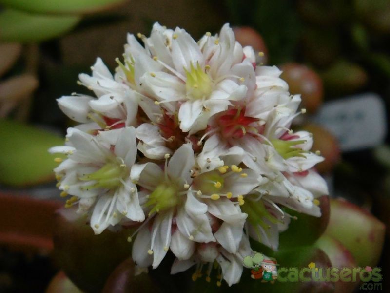 A photo of Sedum lucidum Obesum