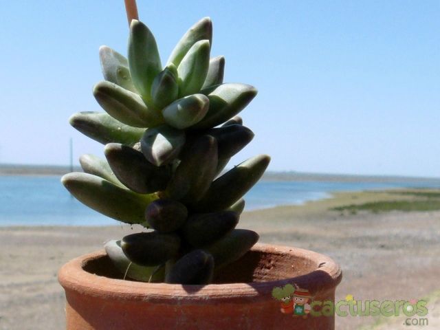 Una foto de Pachyphytum compactum