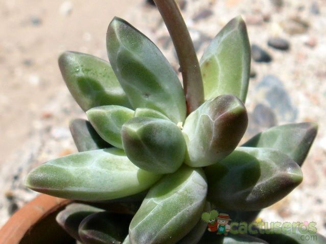 Una foto de Pachyphytum compactum