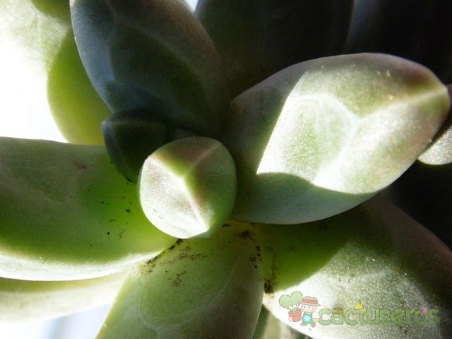 Una foto de Pachyphytum compactum