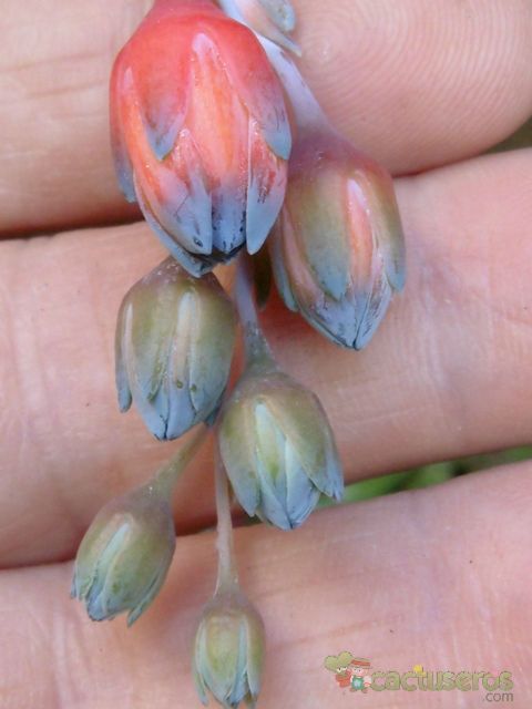 Una foto de Pachyphytum compactum