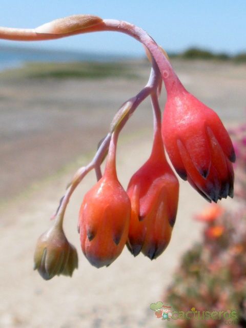 Una foto de Pachyphytum compactum