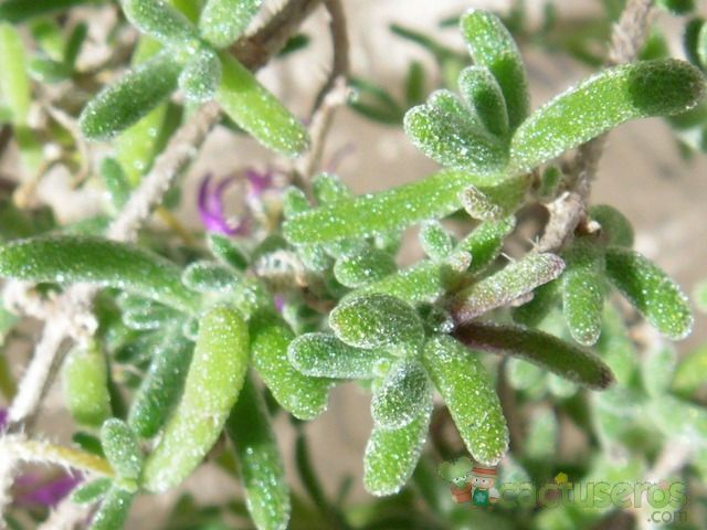 Una foto de Drosanthemum hispidum  