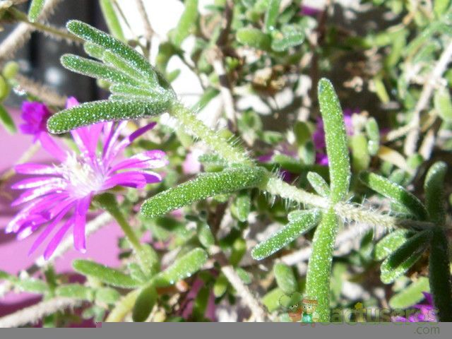 Una foto de Drosanthemum hispidum  