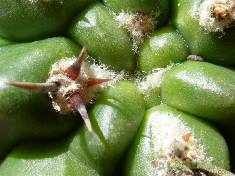 Una foto de Gymnocalycium monvillei ssp. achirasense