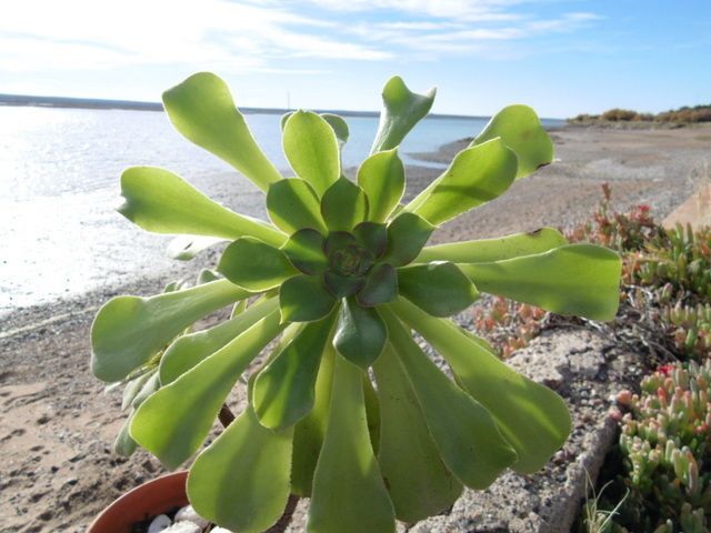 Una foto de Aeonium Blushing Beauty (Aeonium canariense x A. arboreum Zwartkop) (HIBRIDO)