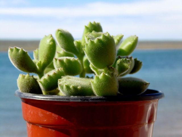 A photo of Cotyledon tomentosa