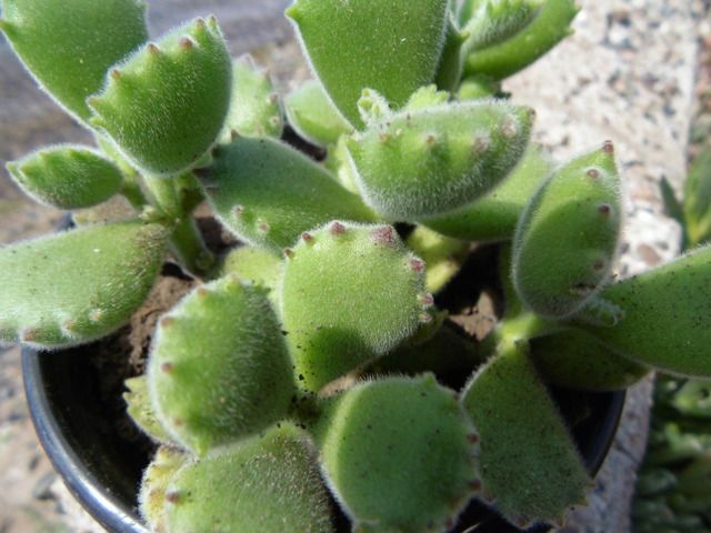 A photo of Cotyledon tomentosa