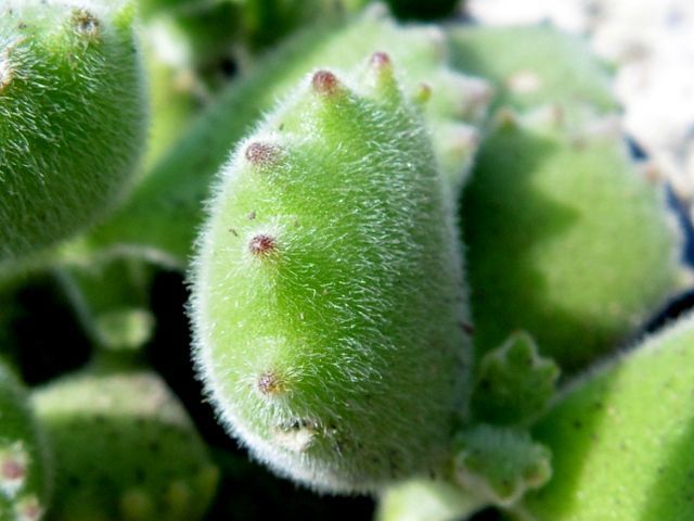 A photo of Cotyledon tomentosa