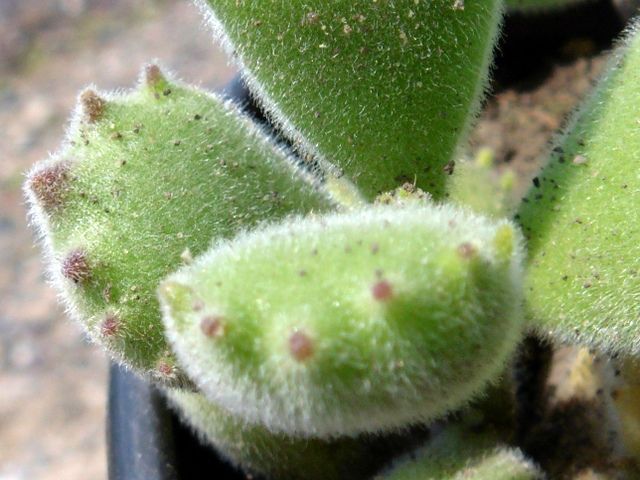 A photo of Cotyledon tomentosa