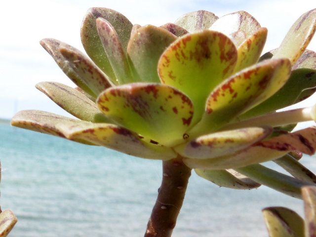 Una foto de Aeonium x occidentalis