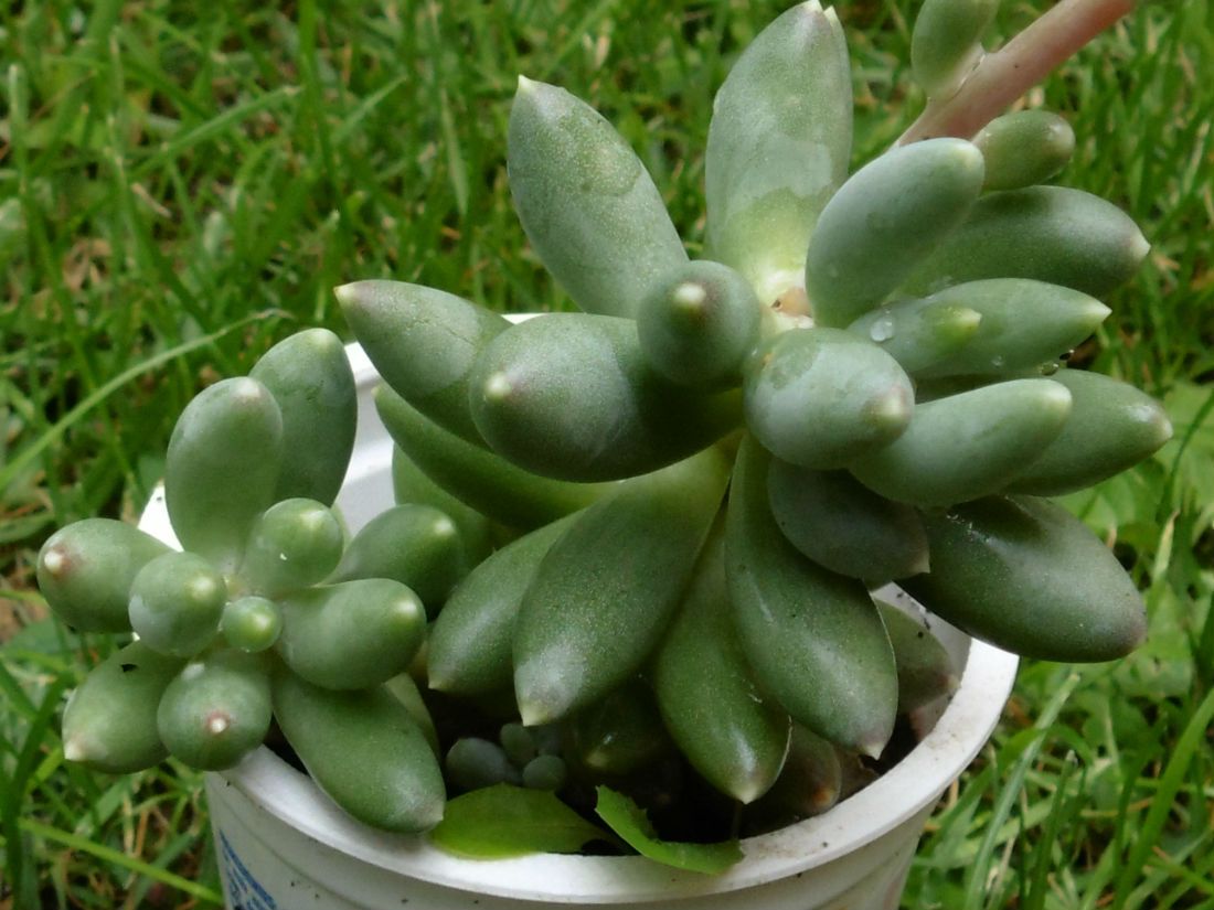Una foto de Pachyphytum hookeri