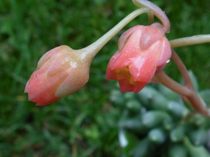 A photo of Pachyphytum hookeri