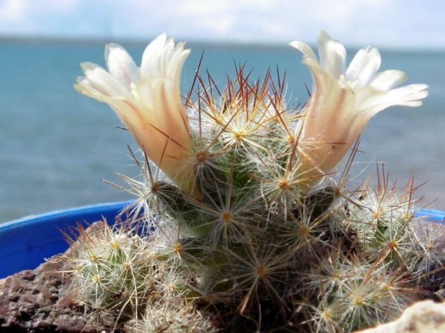 A photo of Mammillaria prolifera