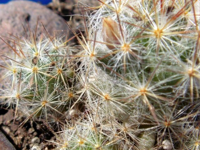A photo of Mammillaria prolifera