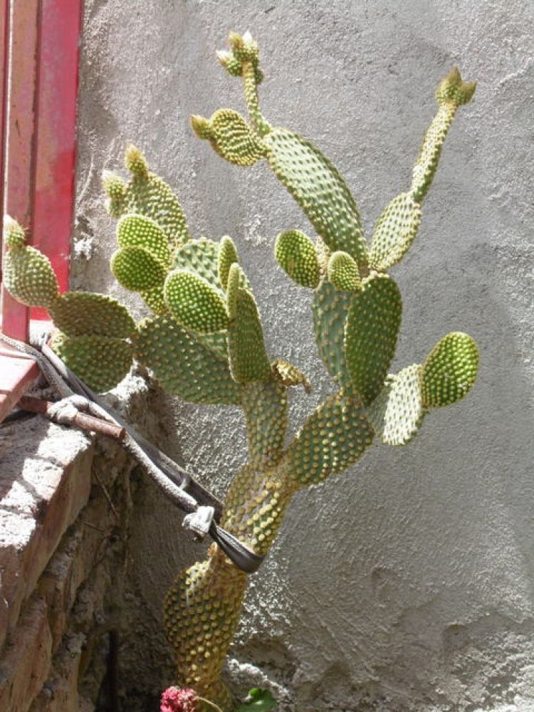 A photo of Opuntia microdasys subsp. microdasys