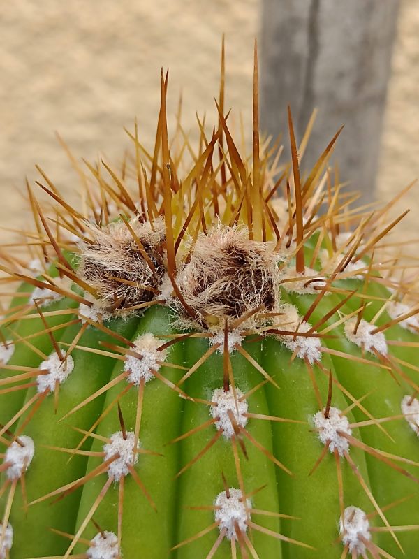 A photo of Echinopsis spachiana