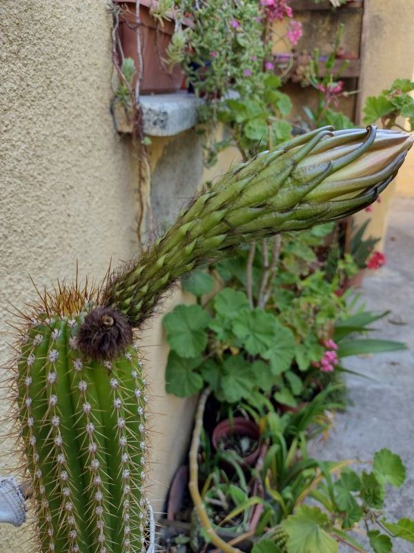 A photo of Echinopsis spachiana