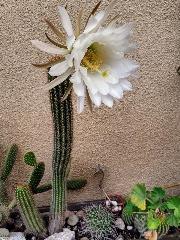 A photo of Echinopsis spachiana